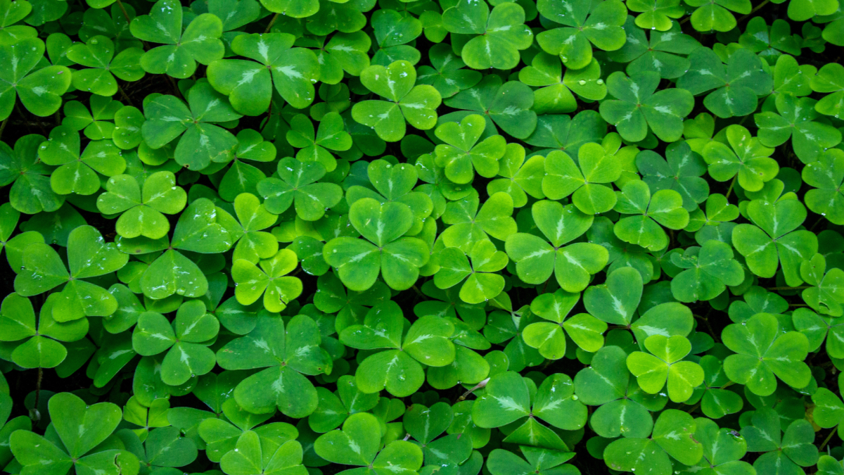A field of green shamrocks