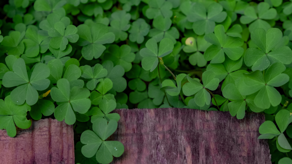 Clovers