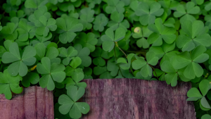 Clovers